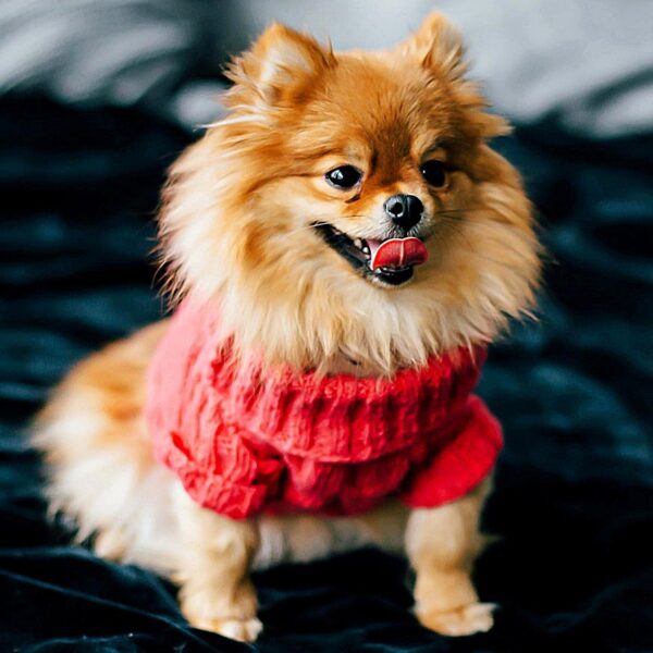 Pomeranian