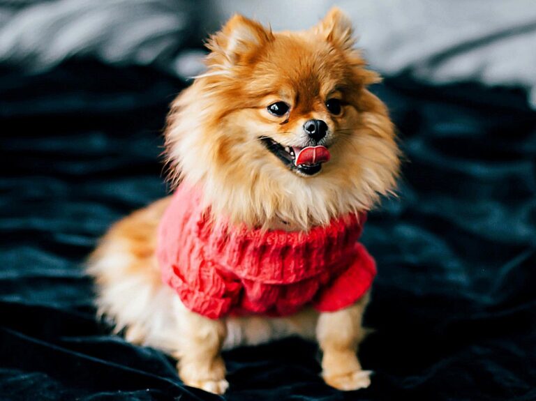 Pomeranian