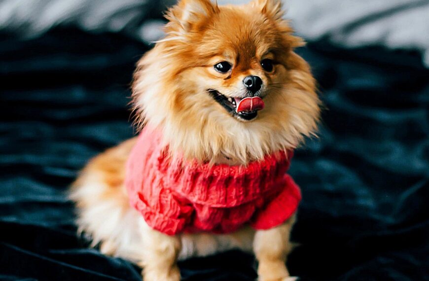 Pomeranian